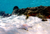 Shipwreck Starfish