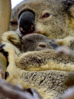Koala joey and mum