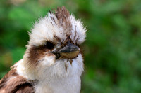 Kookaburra (juvenile)