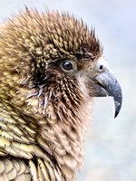 Young male kea